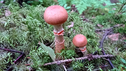A photo of Cortinarius armillatus taken in 2016-07-23 in Hervanta, Finland.