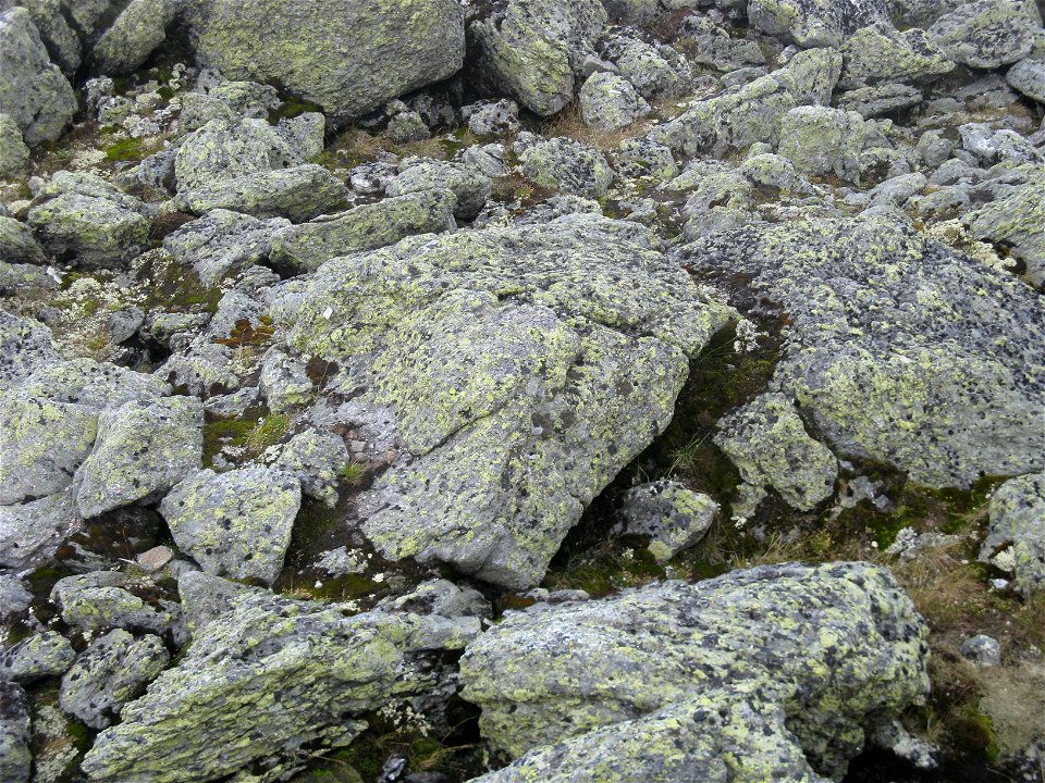 Map Lichen, Rhizocarpon Geographicum, Mount Washington, NH