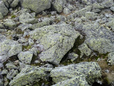 Map Lichen, Rhizocarpon Geographicum, Mount Washington, NH photo