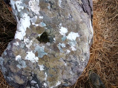 Map Lichen (Rhizocarpon geographicum) on the Old Kenmare/Killarney Road, Co. Kerry Ireland
