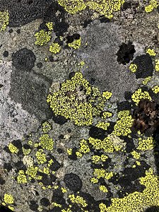 yellow map lichen (Rhizocarpon geographicum) photo