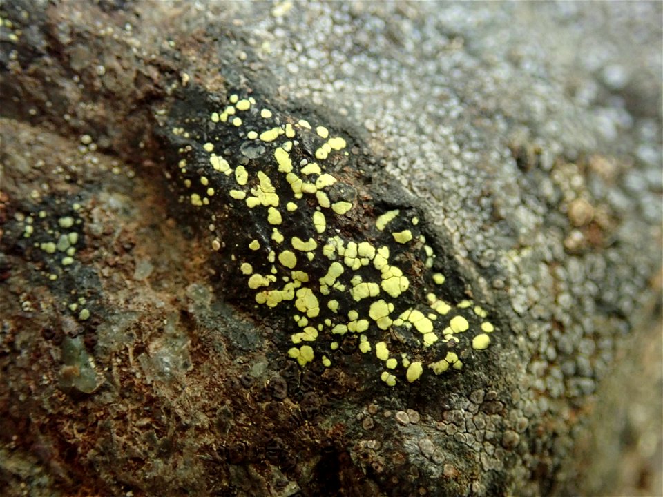 yellow map lichen (Rhizocarpon geographicum)