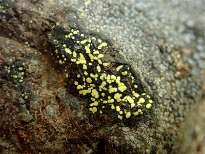 yellow map lichen (Rhizocarpon geographicum)