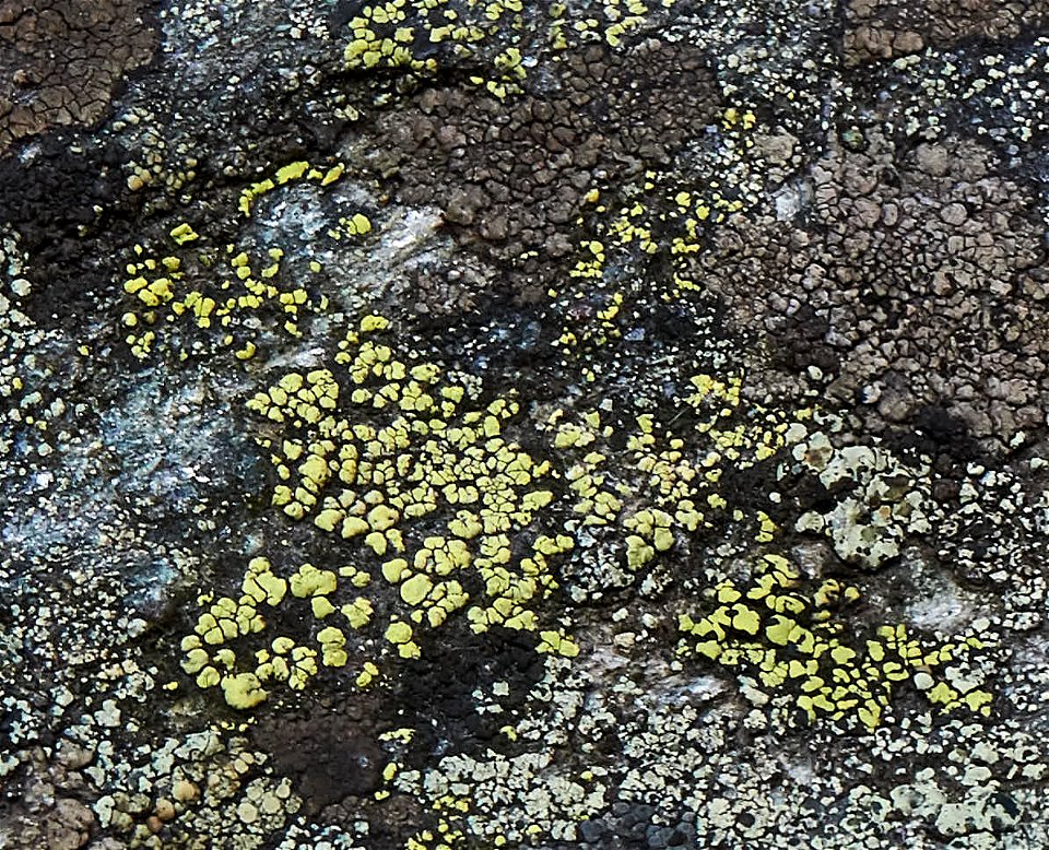 yellow map lichen (Rhizocarpon geographicum)