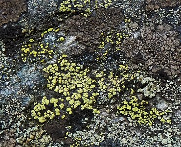 yellow map lichen (Rhizocarpon geographicum) photo