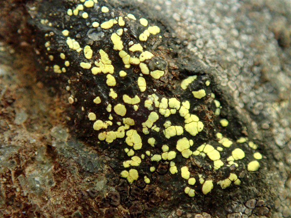 yellow map lichen (Rhizocarpon geographicum)