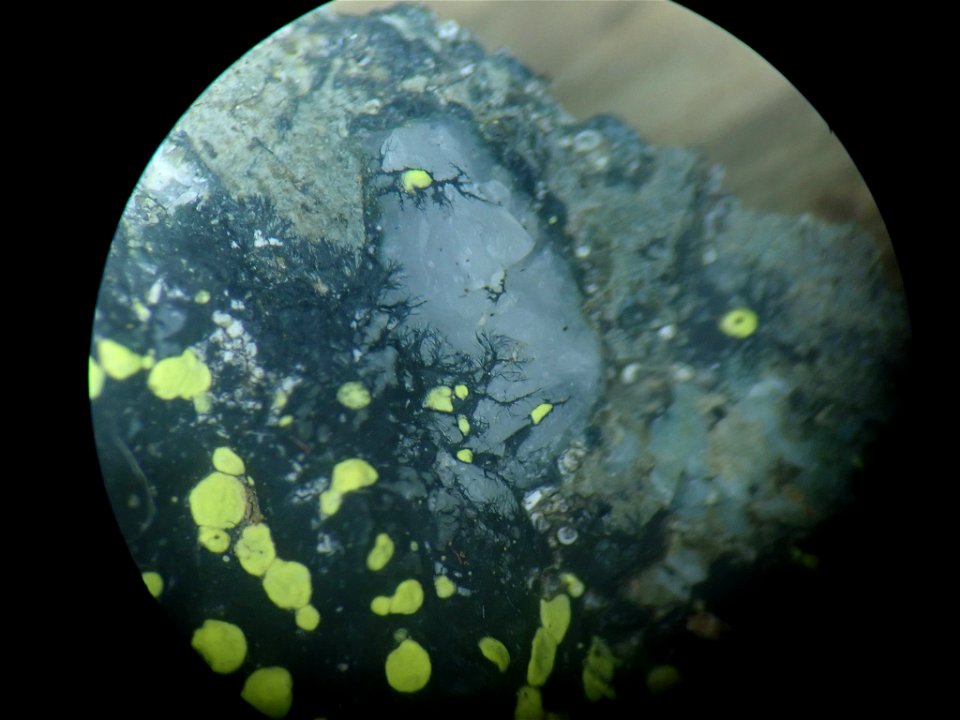 yellow map lichen (Rhizocarpon geographicum)
