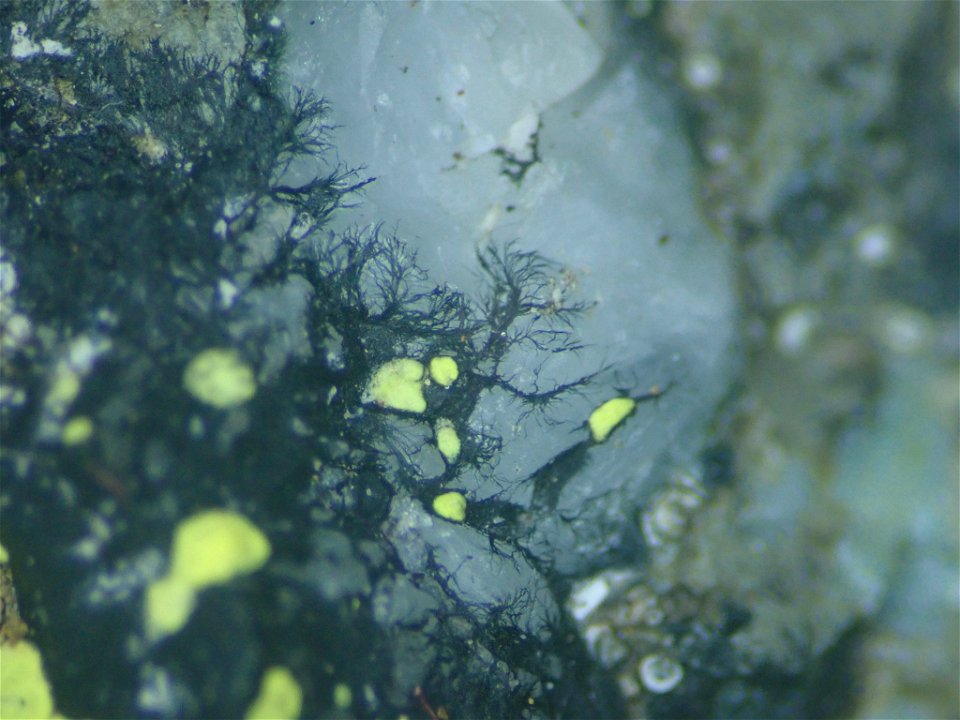 yellow map lichen (Rhizocarpon geographicum)