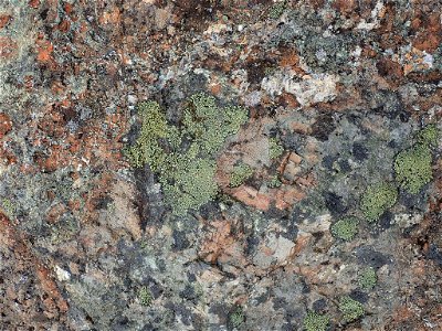 yellow map lichen (Rhizocarpon geographicum)
