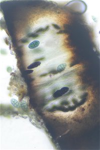 yellow map lichen (Rhizocarpon geographicum)