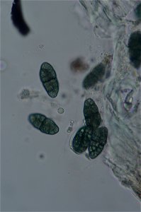 yellow map lichen (Rhizocarpon geographicum)