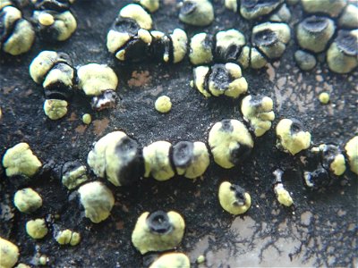 yellow map lichen (Rhizocarpon geographicum)