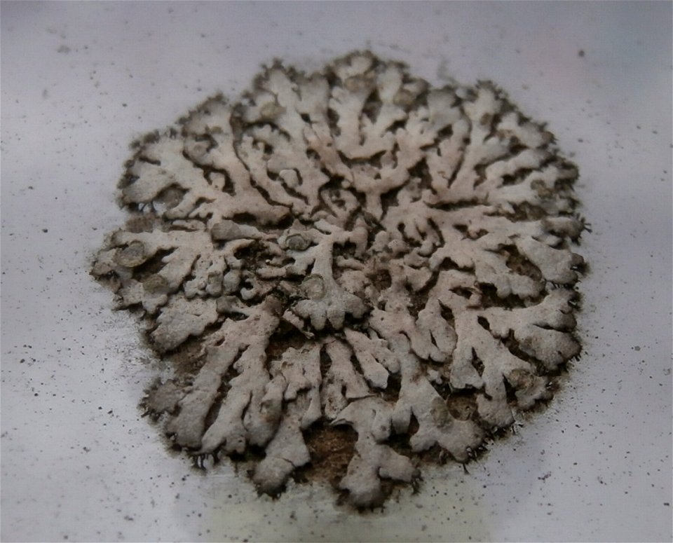Map lichen - Rhizocarpon geographicum - on a glass roof. Diameter ~ 12 mm.