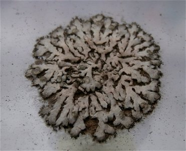Map lichen - Rhizocarpon geographicum - on a glass roof. Diameter ~ 12 mm.