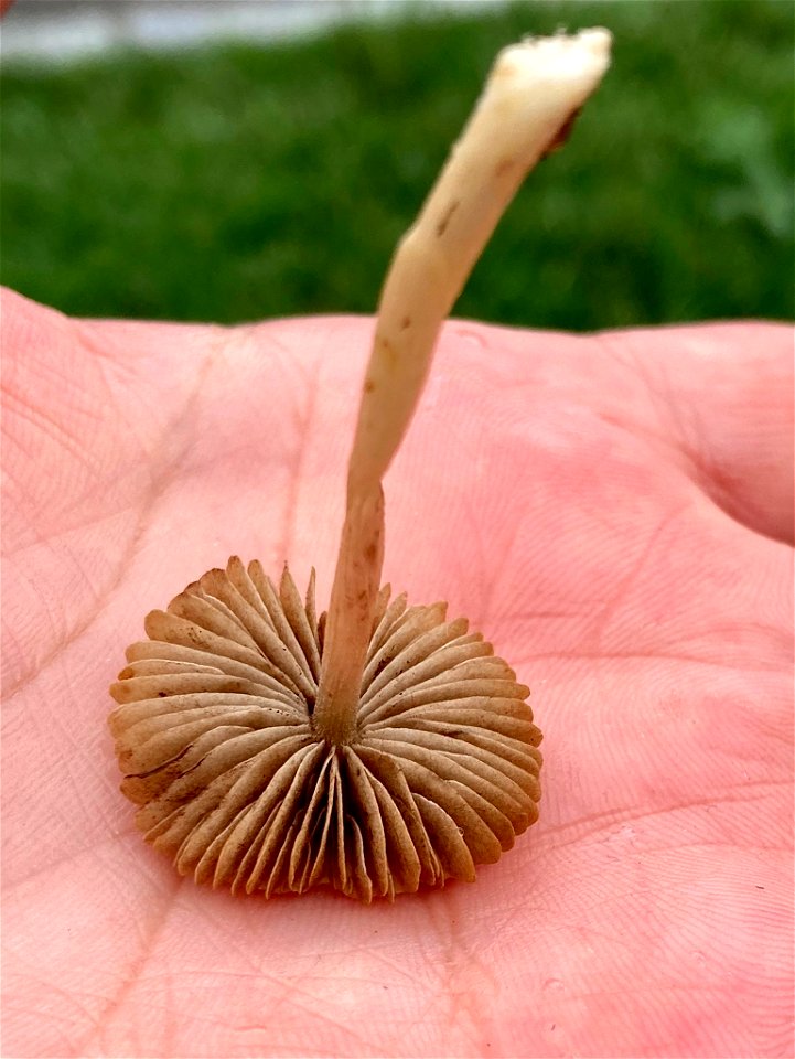 Common Fieldcap (Agrocybe pediades)