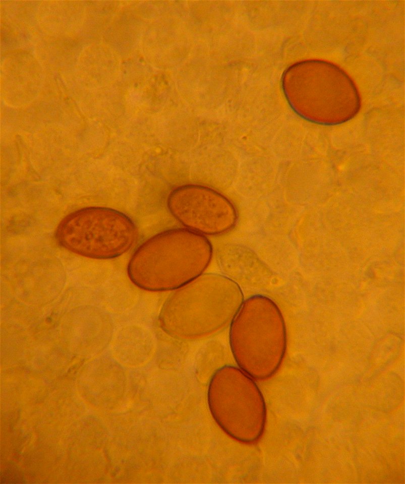 Agrocybe pediades spores, from a gill edge.  1000x magnification  Collected on 08/16/07 on a lawn in the Bay Area, California.