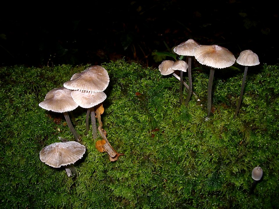 Mycena polygramma, forêt de Coat an Hay, Gurunhuel, Côtes d'Armor, France