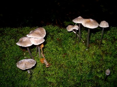 Mycena polygramma, forêt de Coat an Hay, Gurunhuel, Côtes d'Armor, France