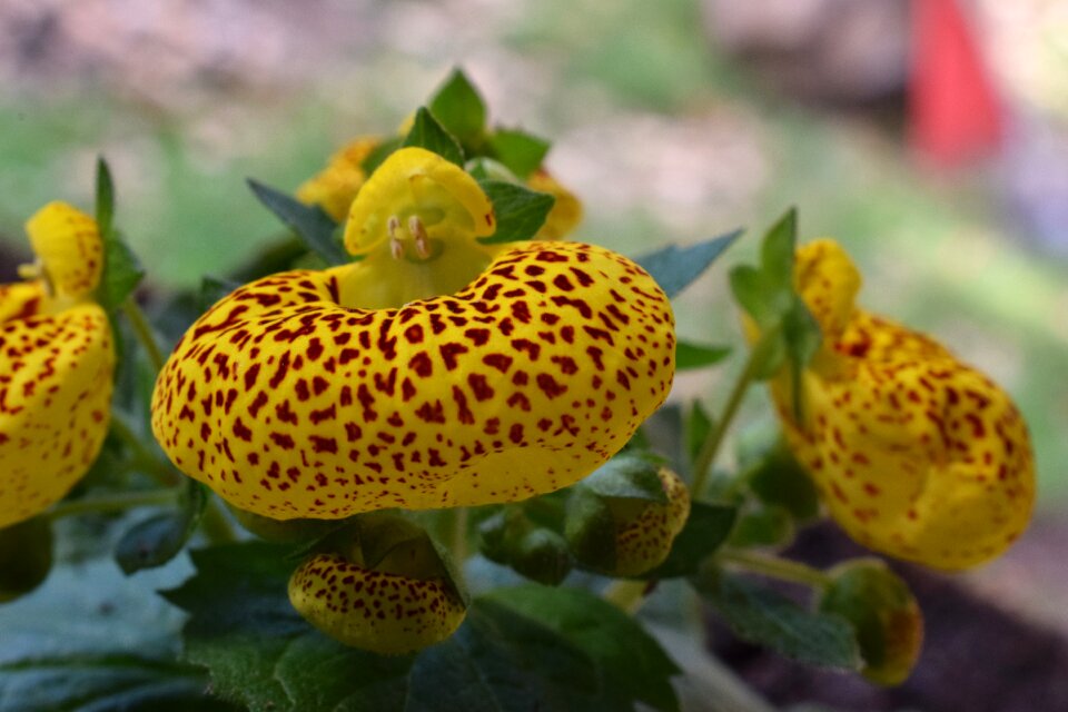Nature petal plant