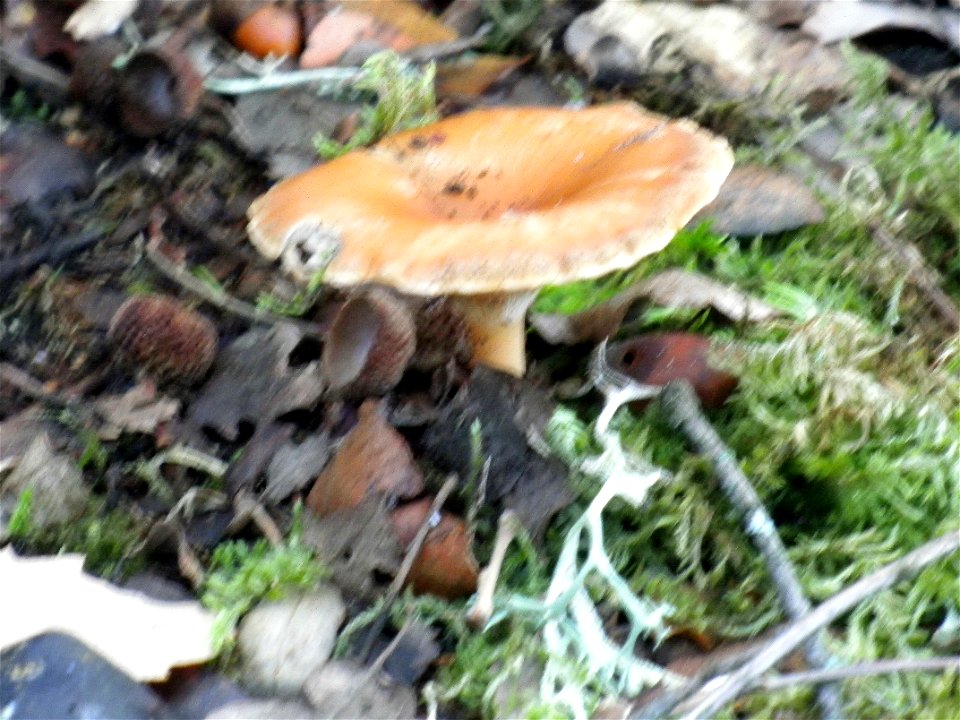 Lactarius salmonicolor habit,  Sierra Madrona, Spain