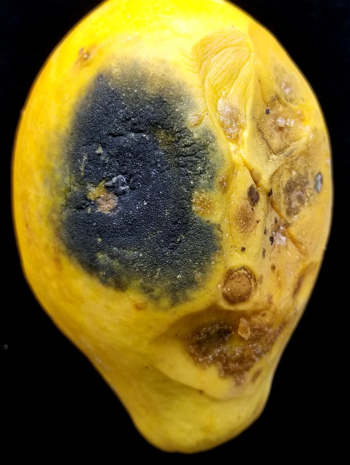 Pathogen: Lasiodiplodia theobromae (Pat.) Griffon & Maubl. (=Botryodiplodia theobromae Pat.; =B. gossypii Ellis. & Barth.; =Diplodia theobromae (Pat.) W. Nowell; =D. gossypina Cooke; =D. natal