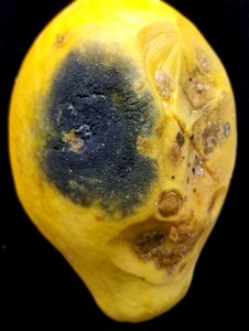 Pathogen: Lasiodiplodia theobromae (Pat.) Griffon & Maubl. (=Botryodiplodia theobromae Pat.; =B. gossypii Ellis. & Barth.; =Diplodia theobromae (Pat.) W. Nowell; =D. gossypina Cooke; =D. natal