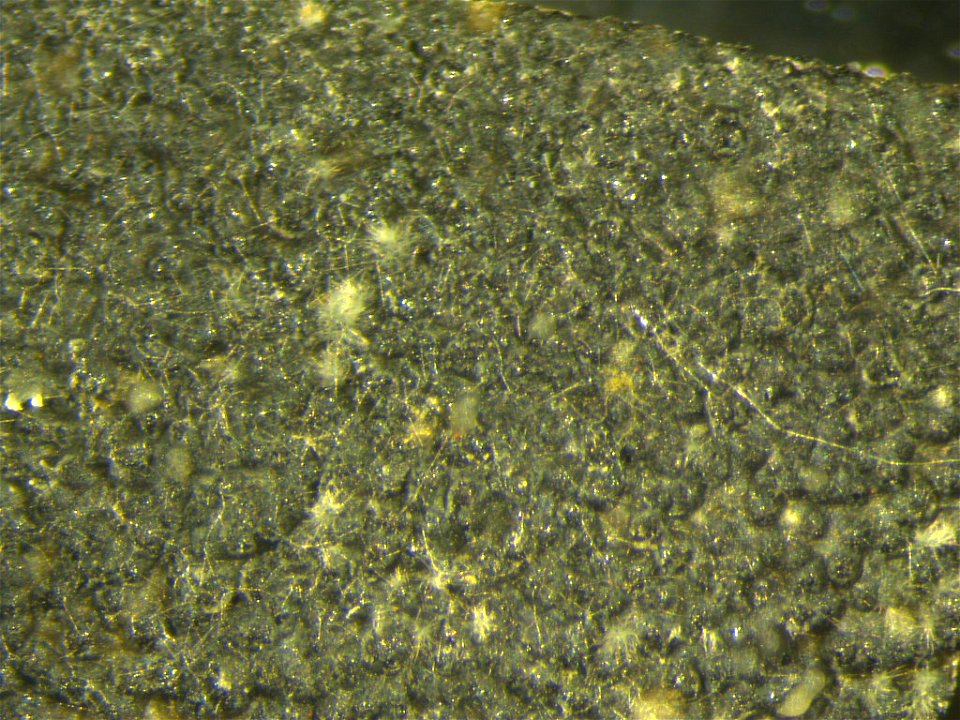 Papaya (Carica papaya): Lasiodiplodia theobromae sporulating in fruit lesion