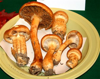 Cortinarius triumphans  on Prague international mushroom exhibition 2008, Czech Republic