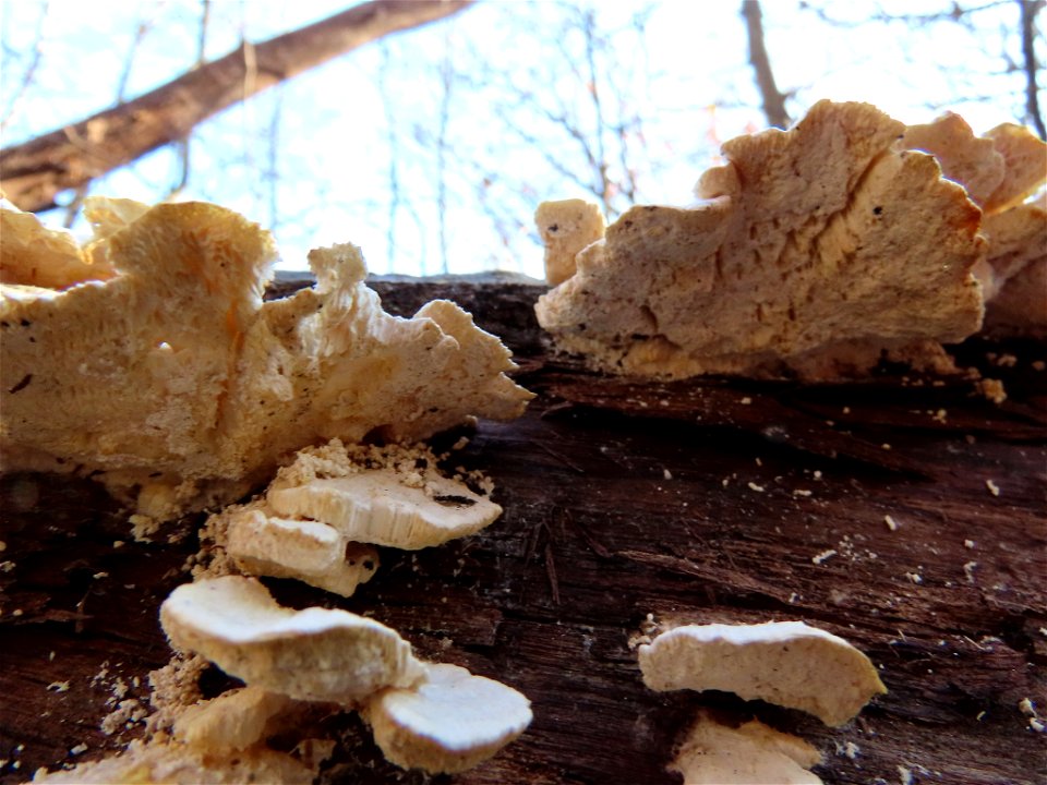 Trametes pubescens photo