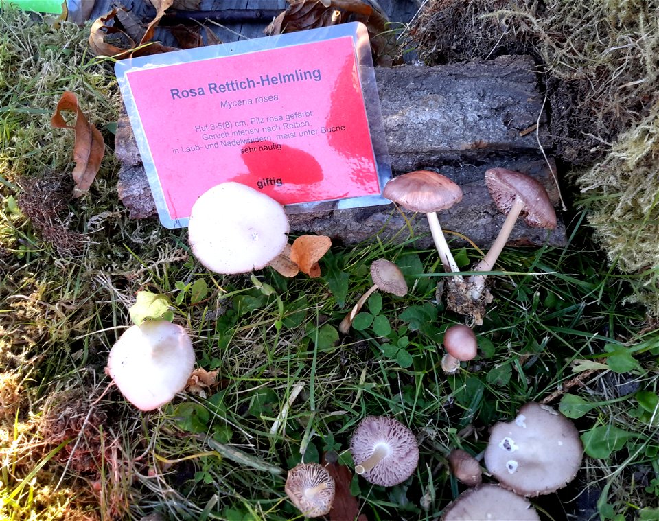 Rosa Rettich-Helmling (Giftpilz) bei der Pilzausstellung Rostock am 27. September 2015.