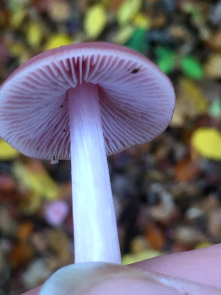 Rosy Bonnet (Mycena rosea)