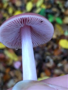 Rosy Bonnet (Mycena rosea) photo