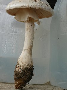 Ravenel's Lepidella (Amanita ravenelii)