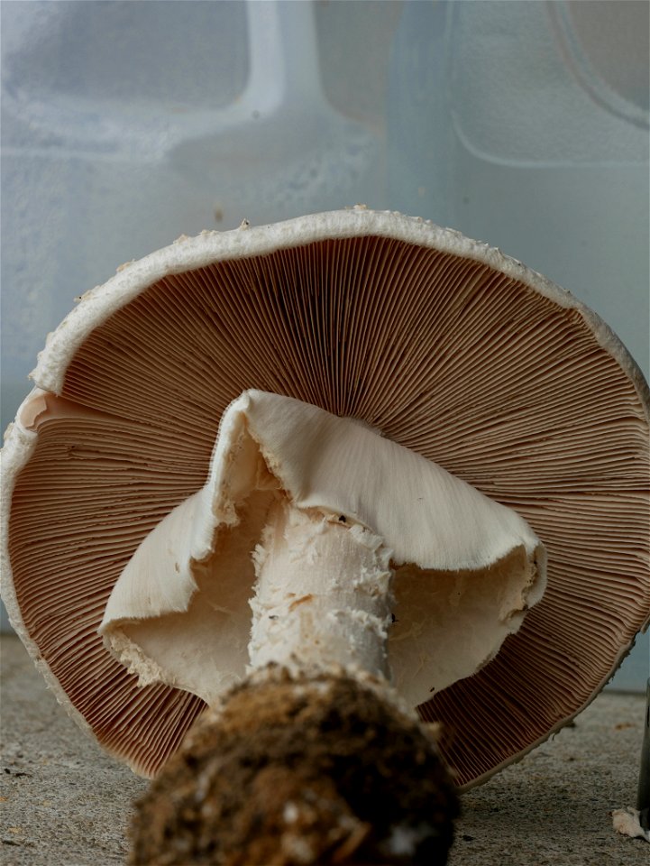 Ravenel's Lepidella (Amanita ravenelii)