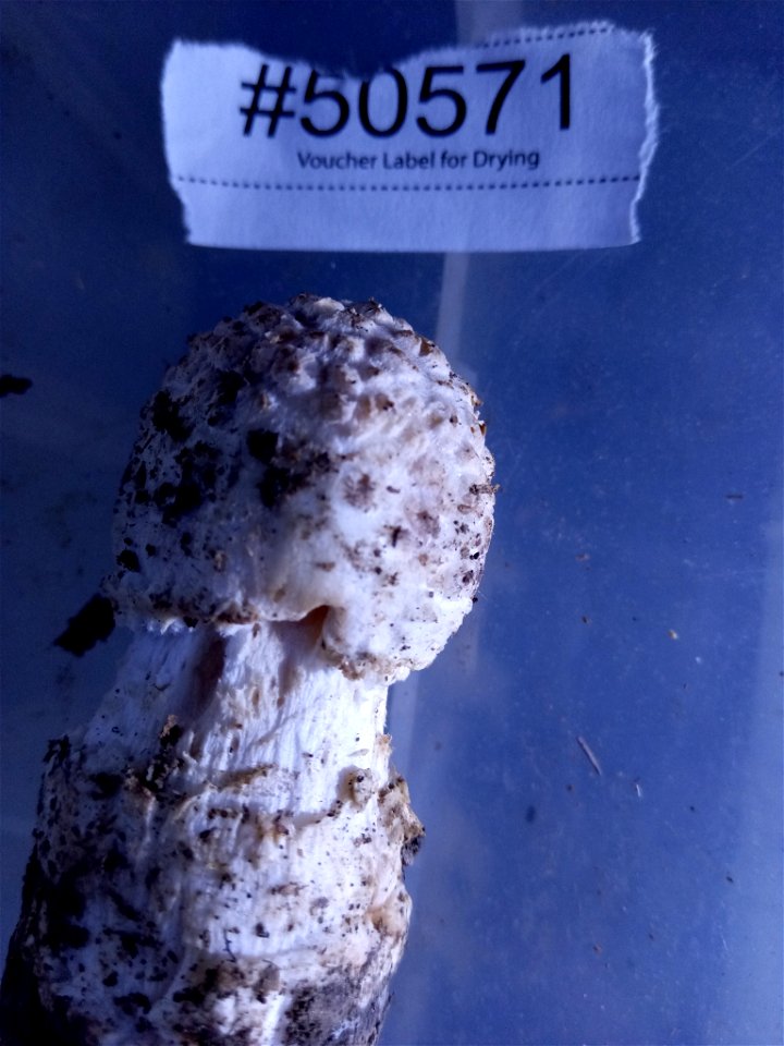 Ravenel's Lepidella (Amanita ravenelii)