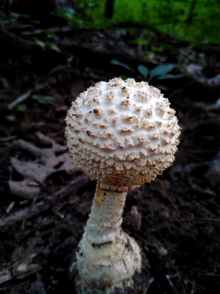 Ravenel's Lepidella (Amanita ravenelii)