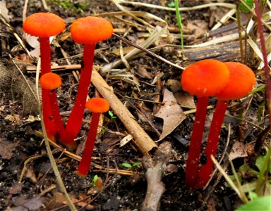 Goblet Waxcap (Hygrocybe cantharellus) photo