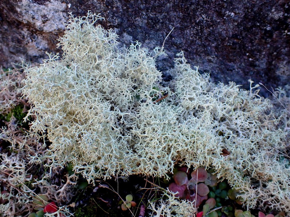 Reindeer Lichen (Cladonia portentosa)