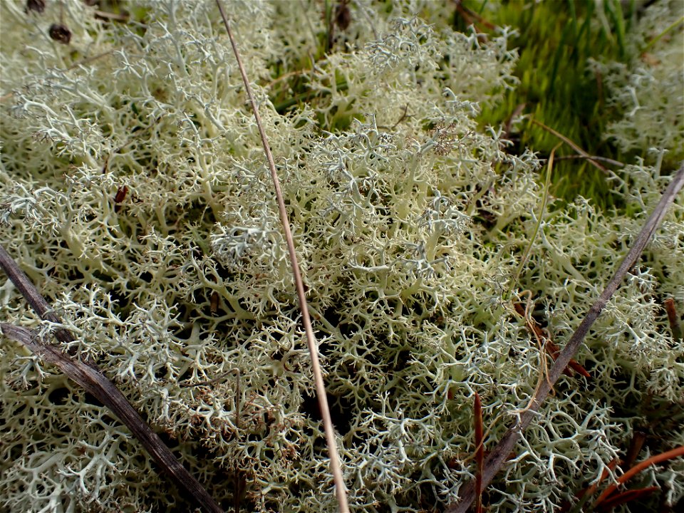 Reindeer Lichen (Cladonia portentosa) photo