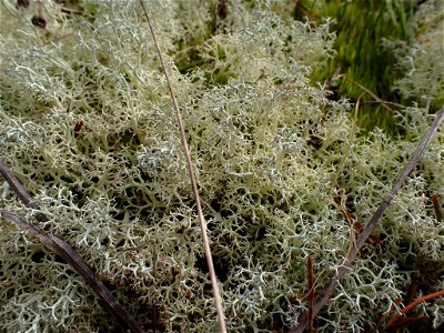 Reindeer Lichen (Cladonia portentosa)