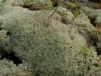 Reindeer Lichen (Cladonia portentosa)