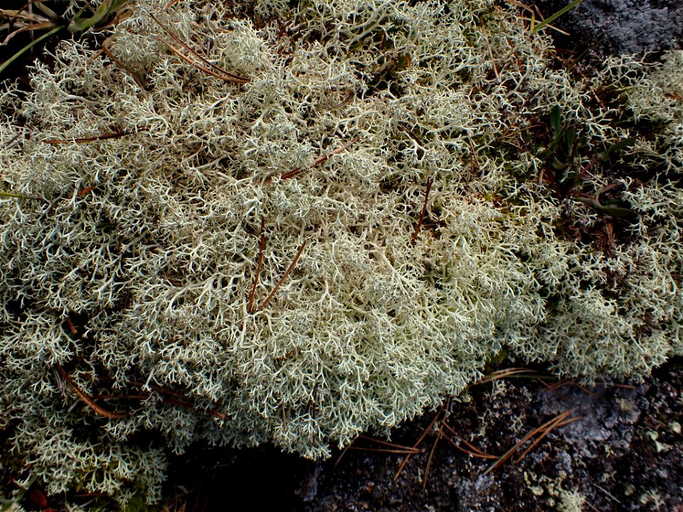 Reindeer Lichen (Cladonia portentosa) photo