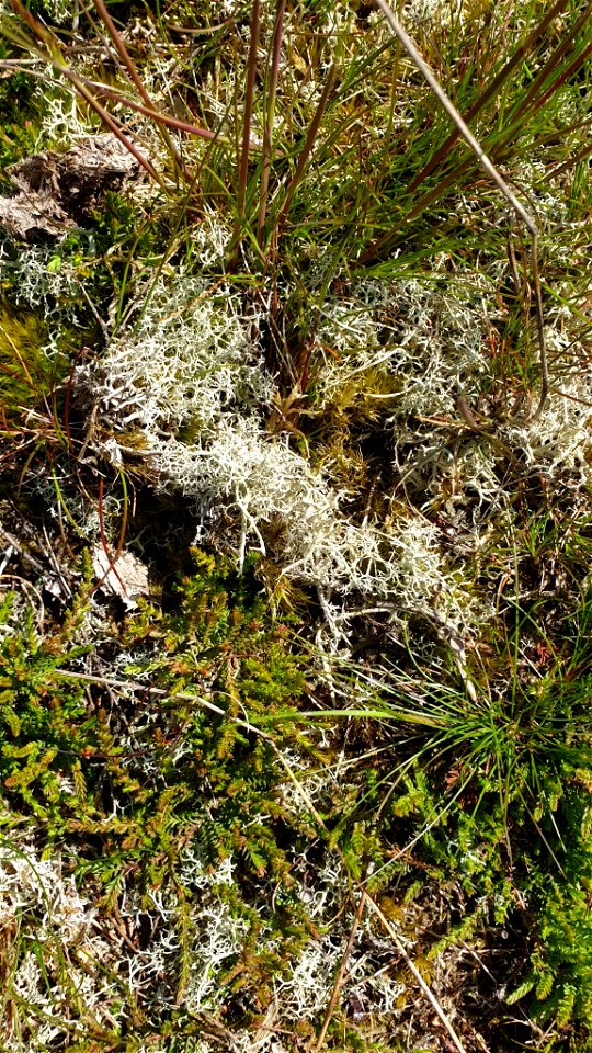 Reindeer Lichen (Cladonia portentosa) photo