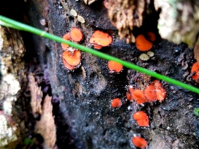 Scutellinia scutellata photo