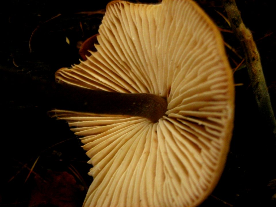 Marasmius alliaceus Saitenstieliger Knoblauchschwindling