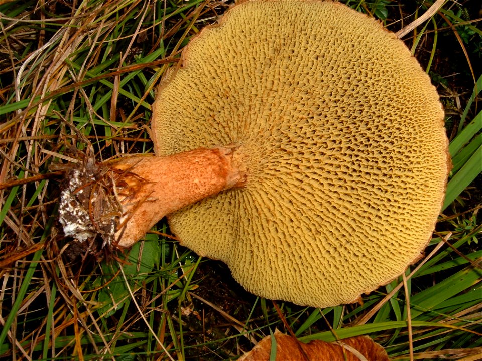 Boletinus cavipes - val di fiemme