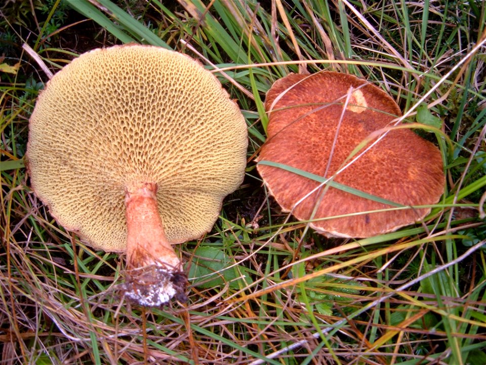 Boletinus cavipes - Val di Fiemme Italy
