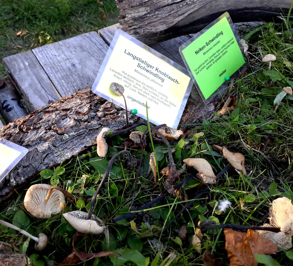 Langstieliger Knoblauchschwindling bei der Pilzausstellung Rostock am 27. September 2015.Français :  Marasme aillacé, exposition de champignons à Rostock le 27 septembre 2015.