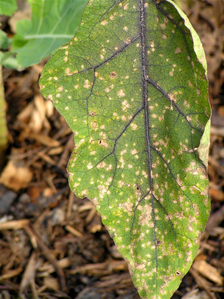 Lesions caused by Cercospora fungi on Eggplant