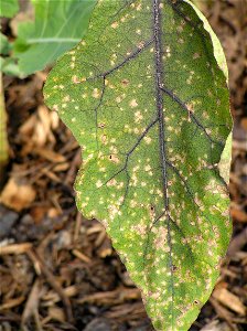Lesions caused by Cercospora fungi on Eggplant photo